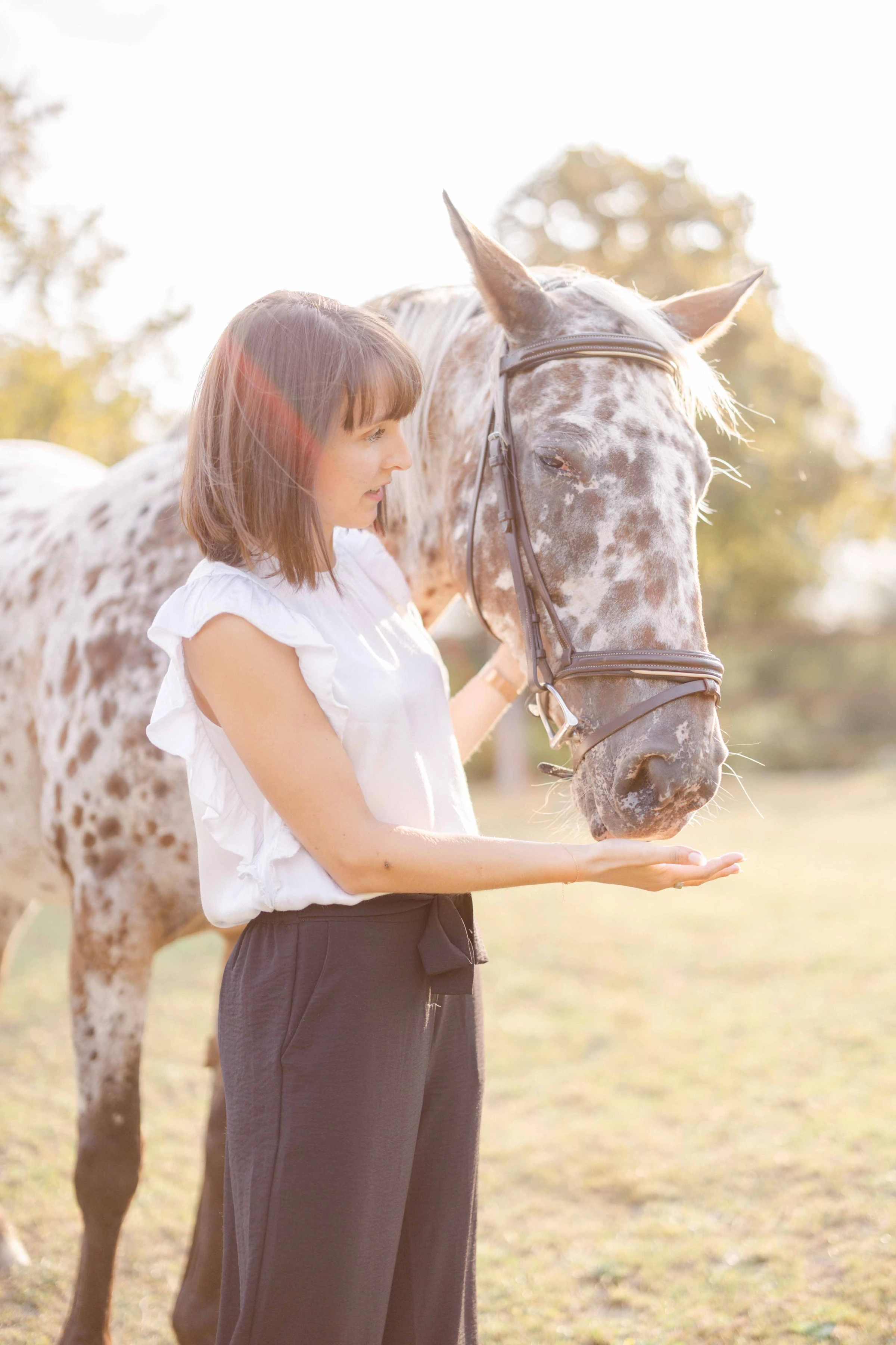 cheval gris nature animal extérieur
